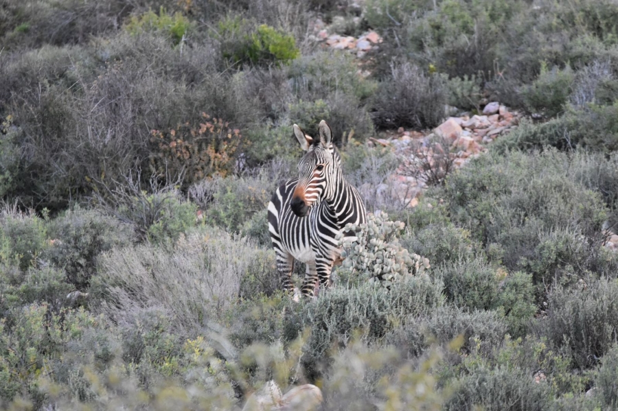 0 Bedroom Property for Sale in Ladismith Rural Western Cape